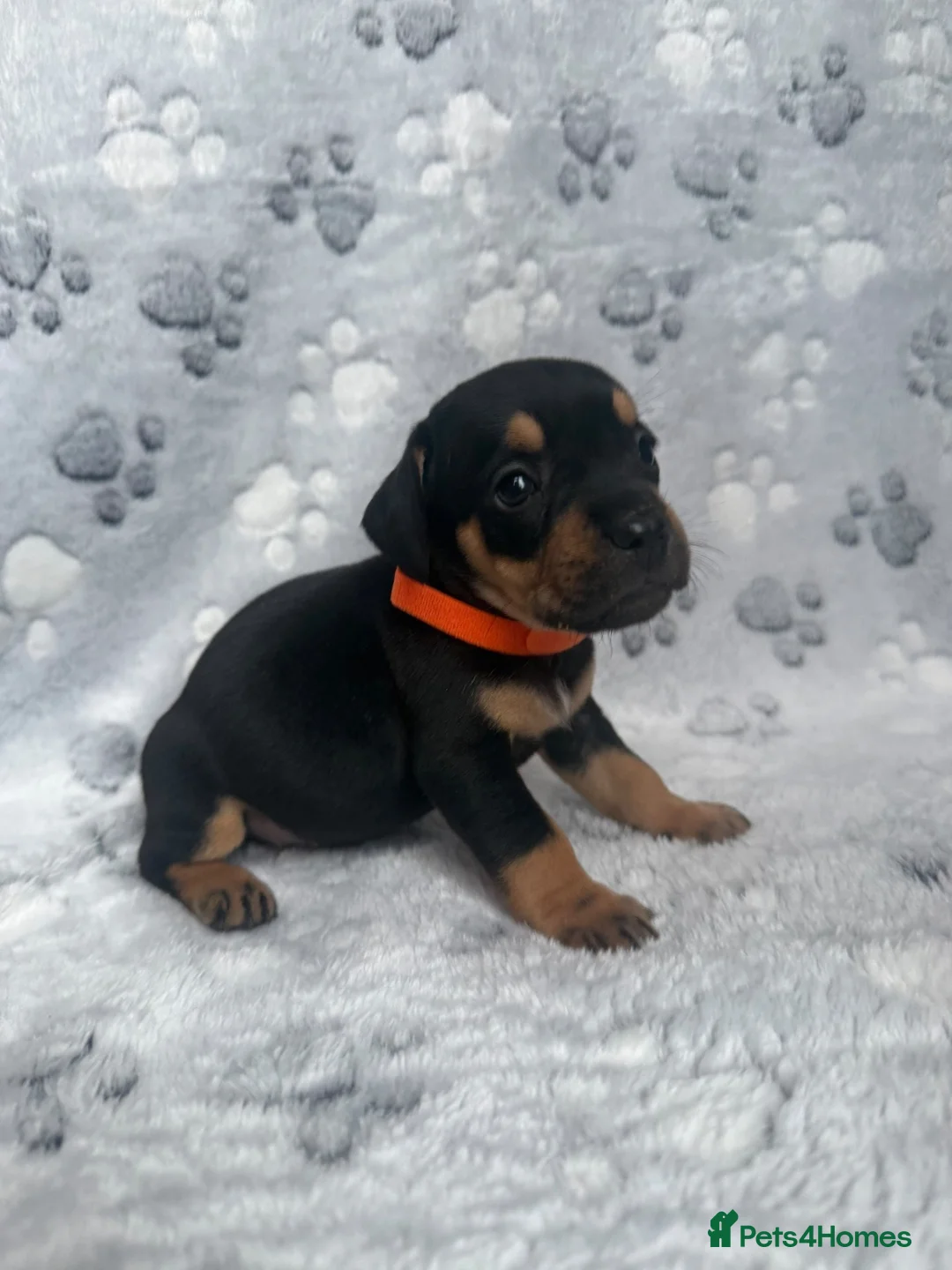 Mixed Breed dogs for sale: Dachshund x French bulldogs - French bull wieners  in Wisbech - Advert 2