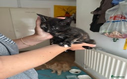 Mixed Breed cats for sale: 5 Maine Coon cross kittens available💞 - Image 23