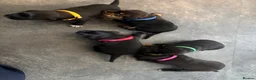 Mixed Breed dogs for sale: Wired Patter-dale terrier/ Cocker Spaniel pups - Advert 19