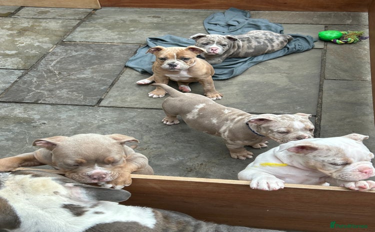 Olde English Bulldogge dogs - Advert 2