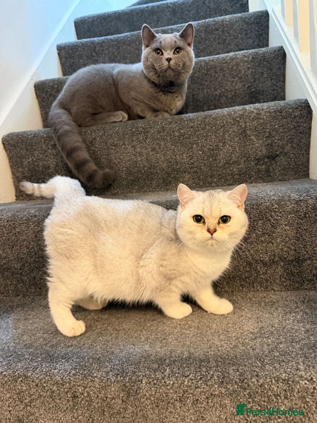 British Shorthair cats for sale: British shorthair kittens  in London - Advert 2