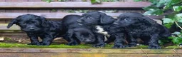 Mixed Breed dogs for sale: Sprockerdor puppies  - Advert 9