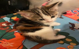 Domestic Shorthair cats for sale: Female kitten for sale - Advert 4