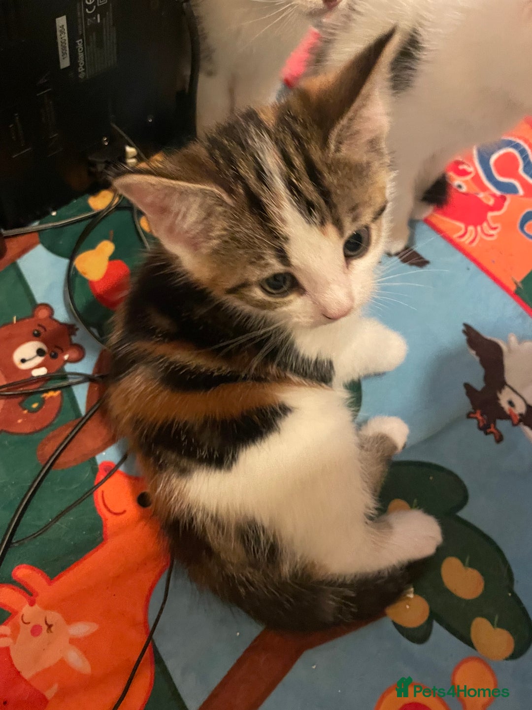 Domestic Shorthair cats for sale: Female kitten for sale - Advert 4
