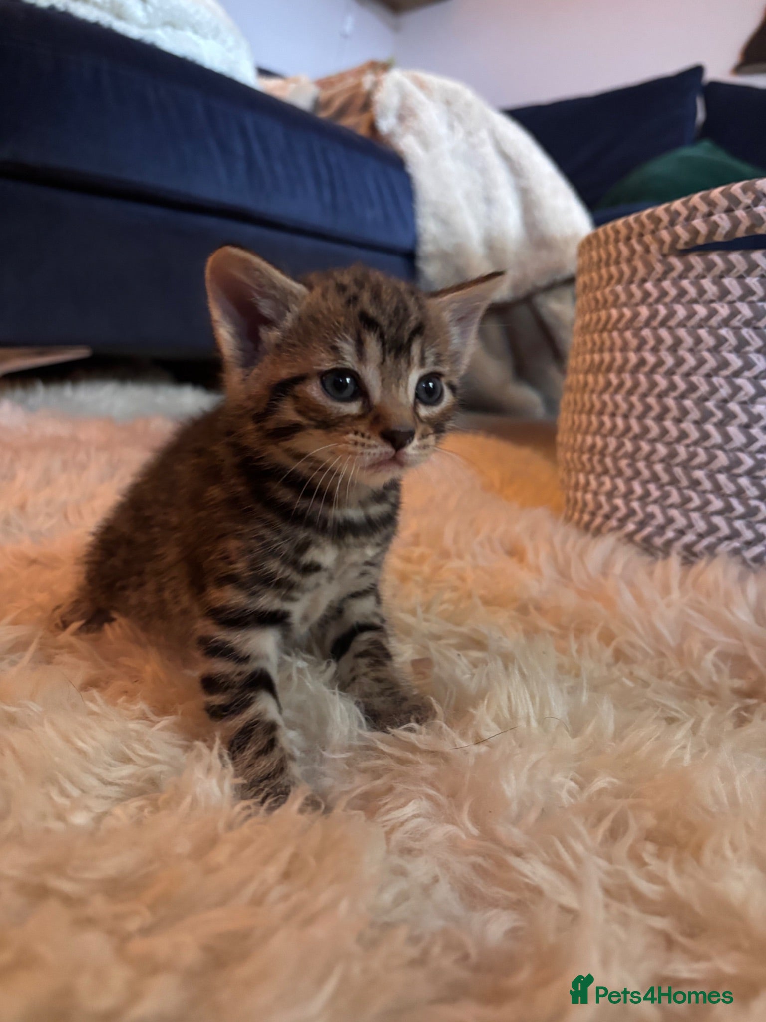Mixed Breed cats Adorable kittens - Advert 3