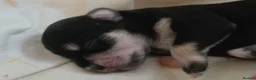 Miniature Schnauzer dogs for sale: 7 x Miniature Schnauzers puppies in Aylesbury - Advert 16