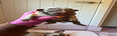 French Bulldog 1