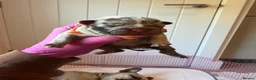 French Bulldog dogs for sale: Quality French bulldogs - Advert 4