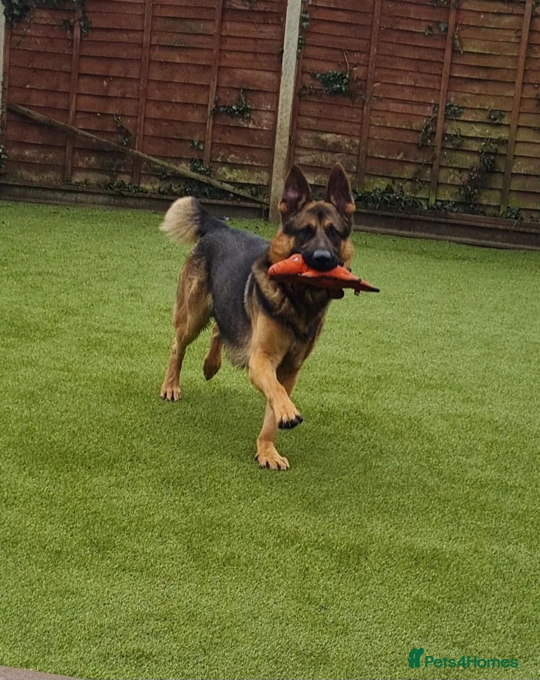 German Shepherd dogs for sale: Adult German Shepherd in need of a loving home♡ - Advert 4