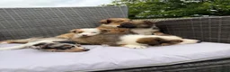 Border Collie dogs for sale: 5 Beautiful Puppies for sale🐾 - Advert 16