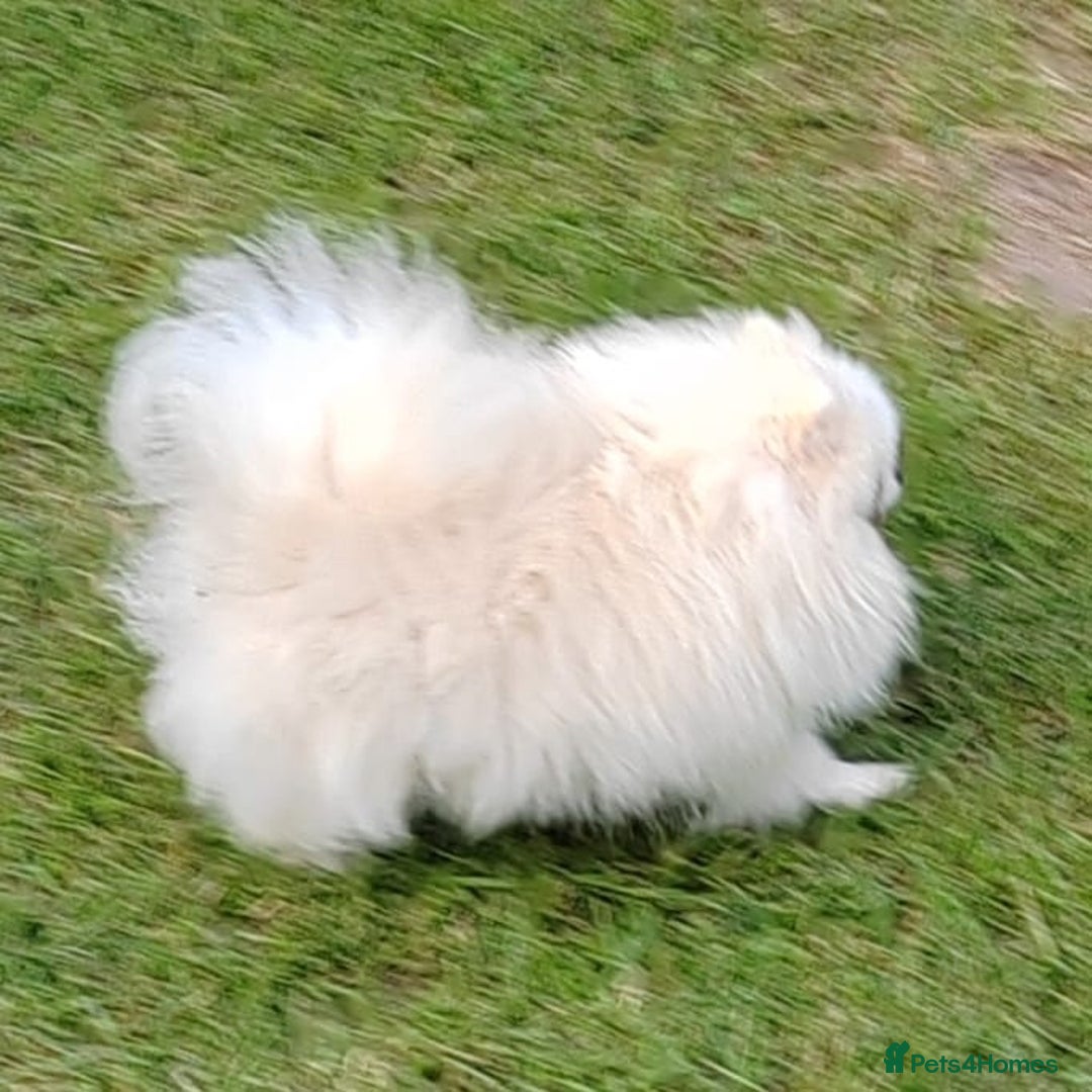 Pomeranian dogs for adoption: Snowflake’s Story: From Darkness to Hope - Image 2