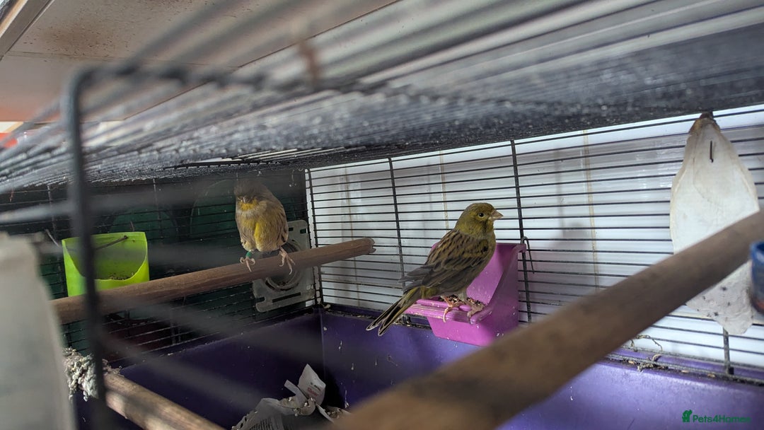 Canaries birds for sale: Urgent home needed canaries  - Image 7