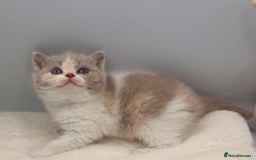 British Shorthair cats for sale: PEDIGREE REGISTERED CHUNKY BRITISH SHORTHAIRS  - Image 19