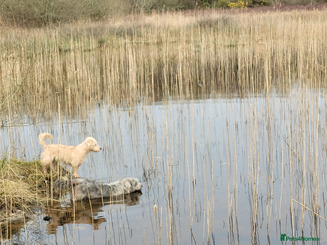 Glen of Imaal Terrier dogs for sale: Maximum dog in minimum frame! - Advert 20