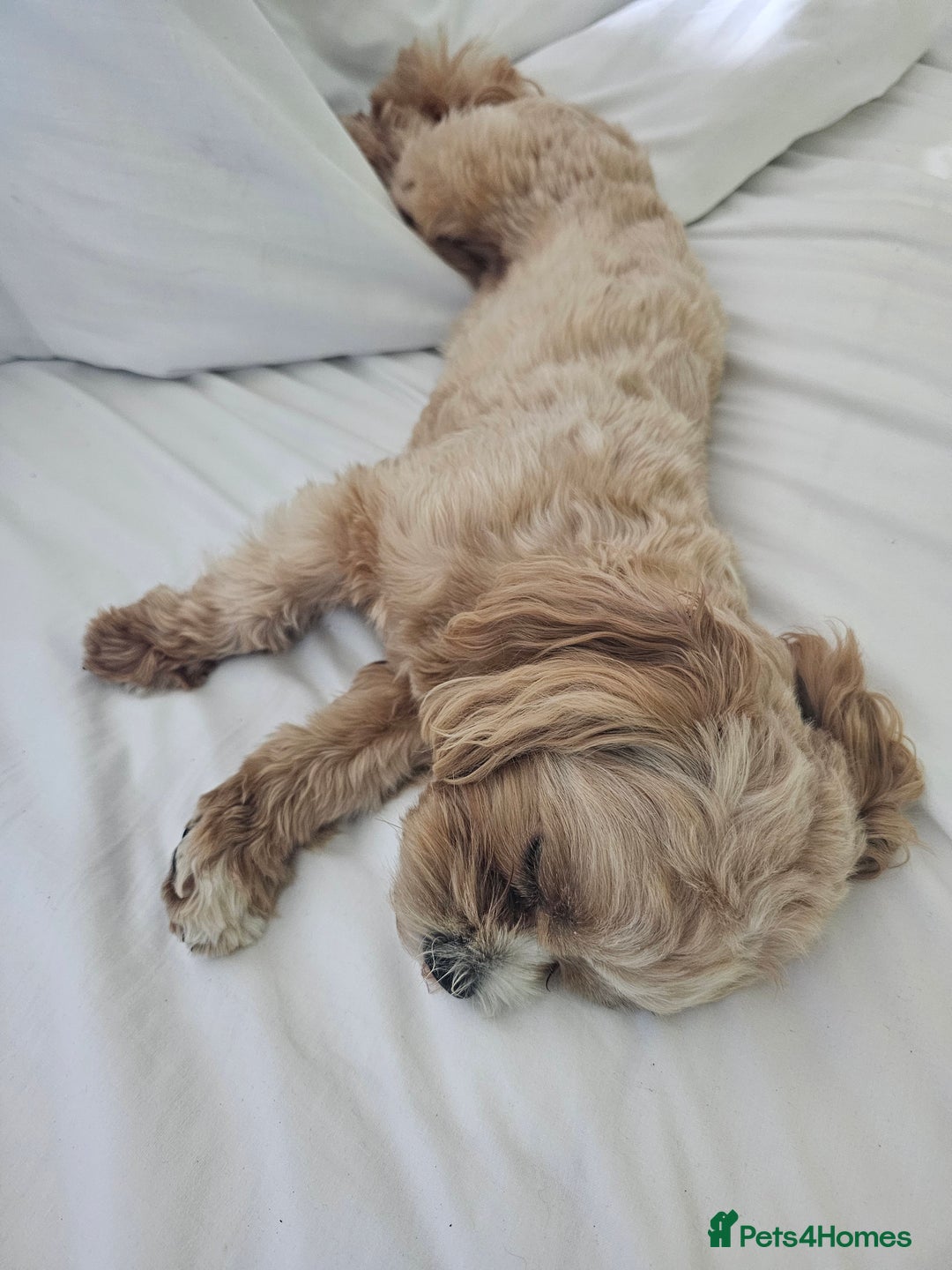 Maltipoo dogs for sale: 1y old Maltipoo Girl  - Advert 5