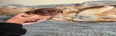 Chiweenie Puppy chocolate and tan female 