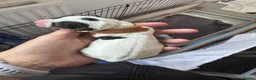 Jack Russell dogs for sale: Jack Russell  - Advert 12
