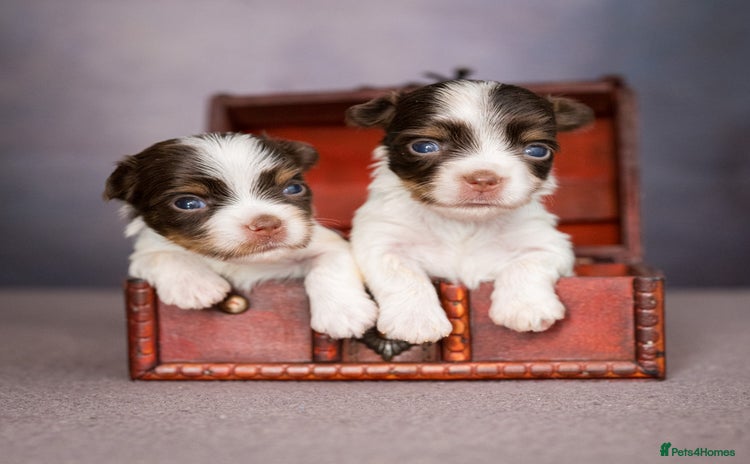 Yorkshire Terrier dogs - Advert 1