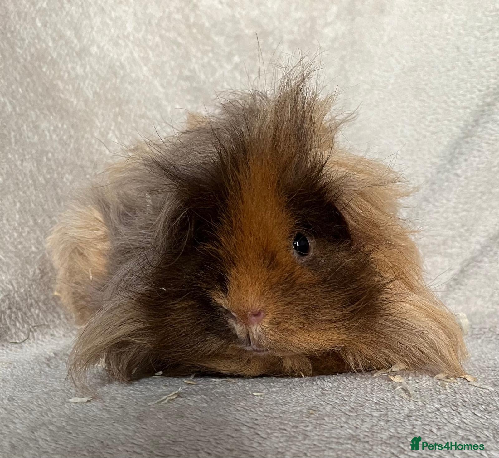 Guinea Pig rodents Lunkarya - Advert 6