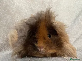 Guinea Pig rodents Lunkarya - Advert 6