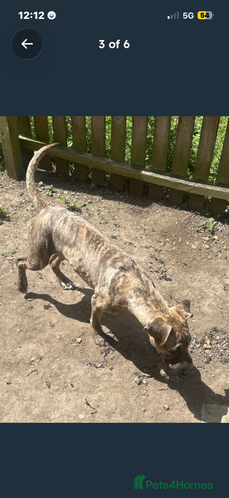 Mixed Breed dogs My Dog Hennessy  - Advert 7