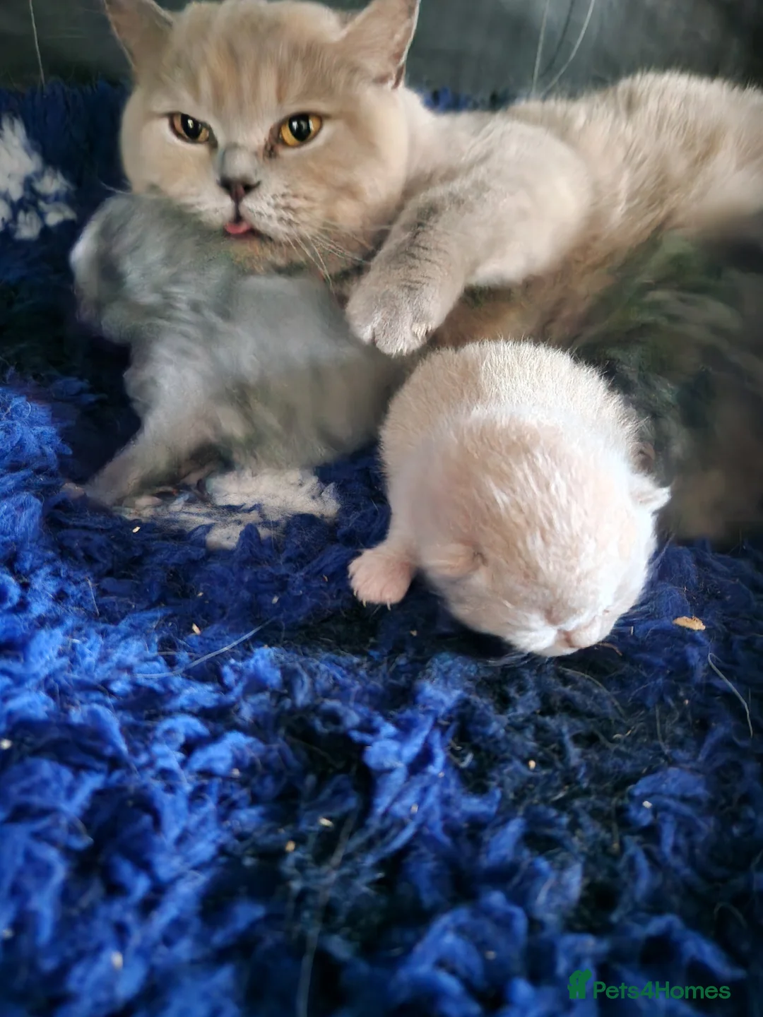 British Shorthair cats for sale: British shorthair kittens  - Advert 13
