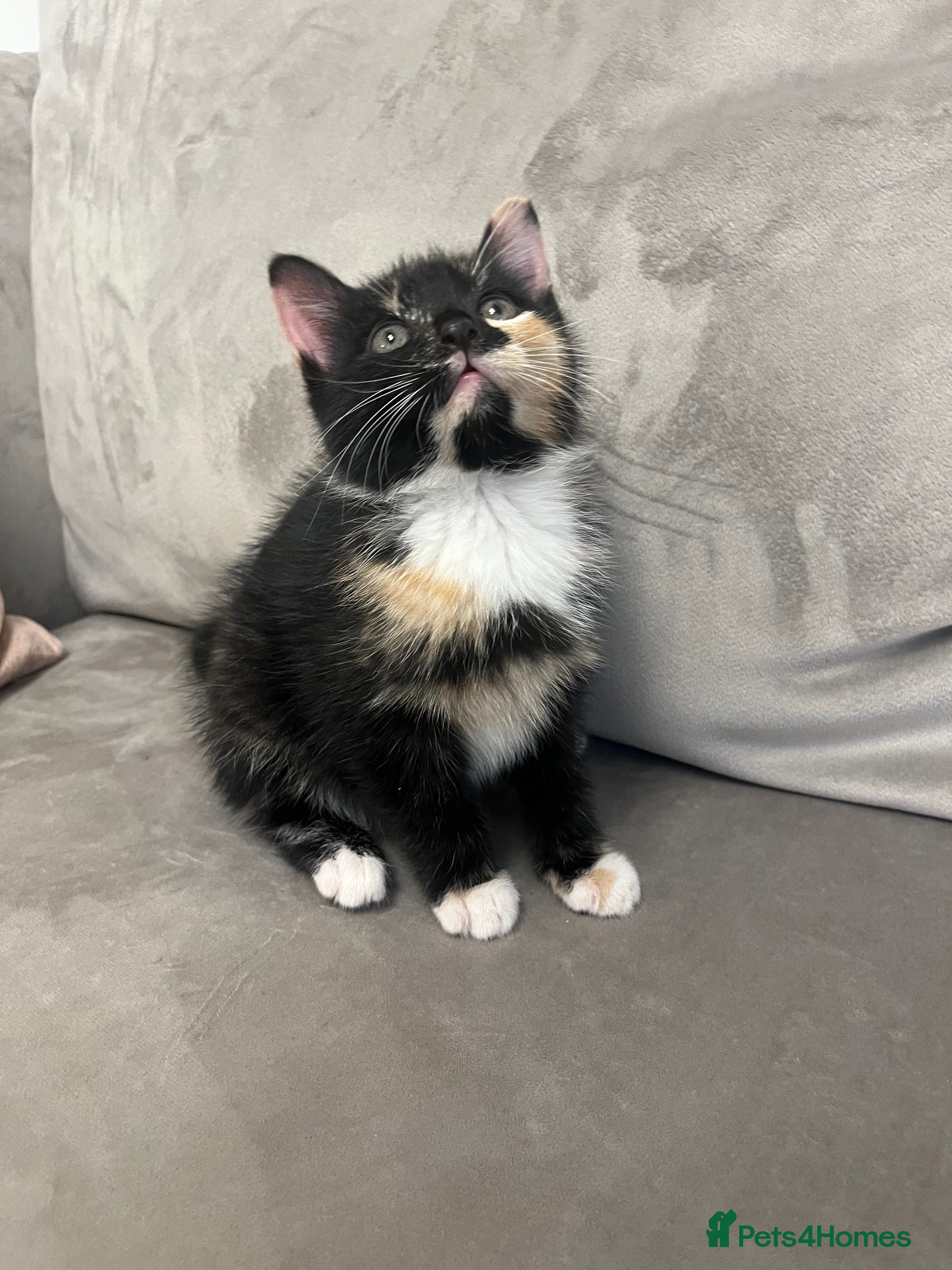 Domestic Shorthair cats The lovely 8 week kitten ready for rehome - Advert 14