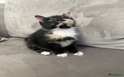 Domestic Shorthair cats for sale: The lovely 8 week kitten ready for rehome - Image 1