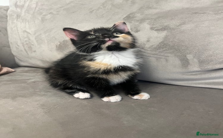 Domestic Shorthair cats - Advert 3