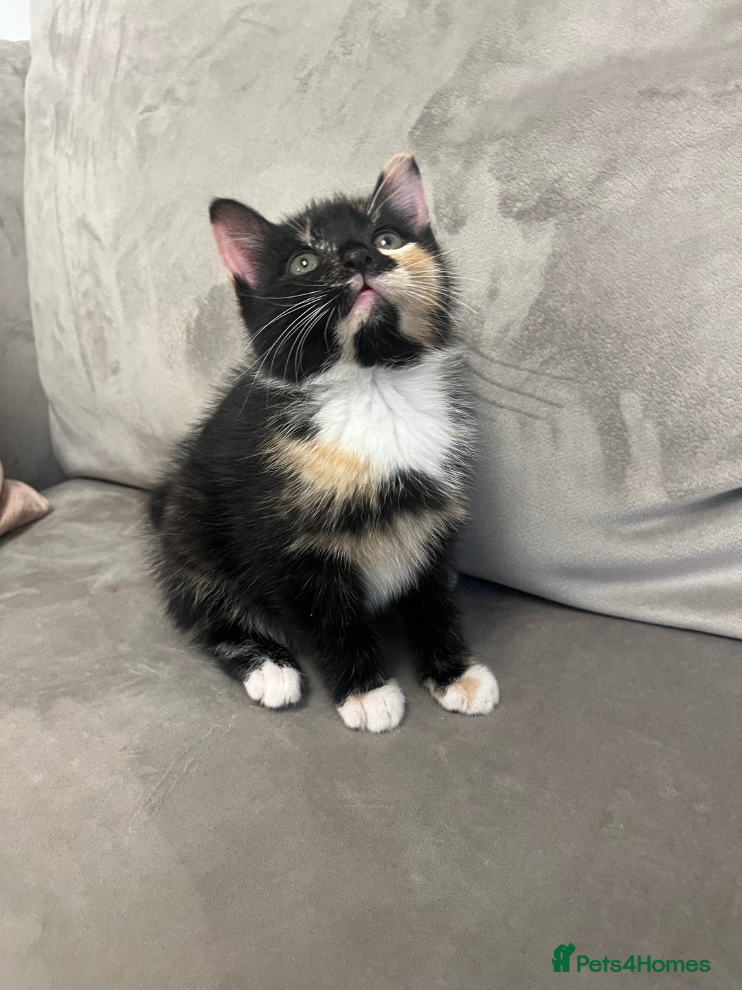 Domestic Shorthair cats for sale: The lovely 8 week kitten ready for rehome - Image 1