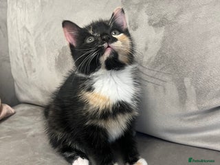 Domestic Shorthair cats - Advert 16