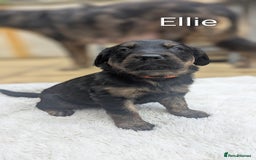 Mixed Breed dogs for sale: 4 girls available end of October  - Image 4