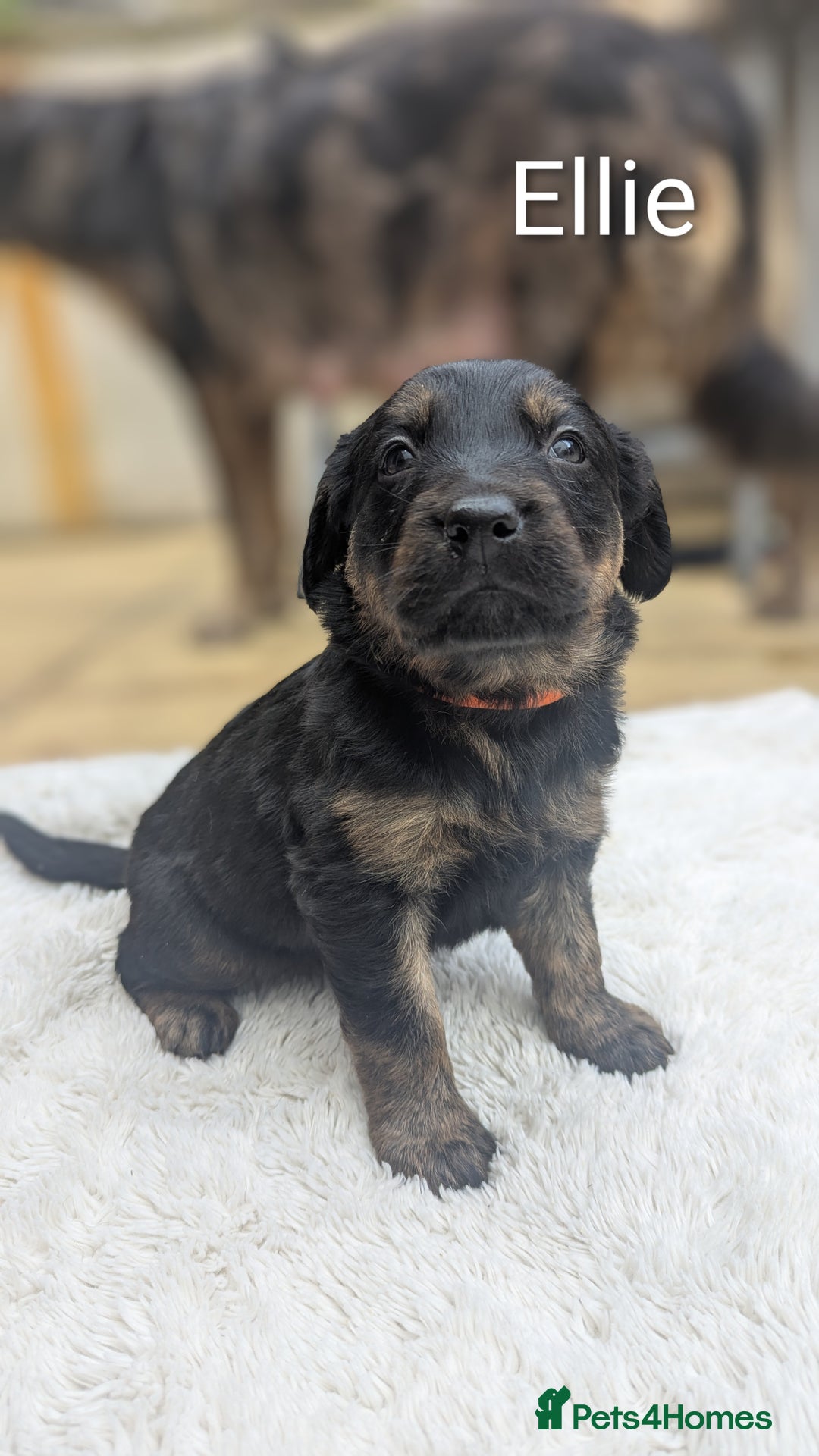 Mixed Breed dogs for sale: 4 girls available end of October  - Image 4