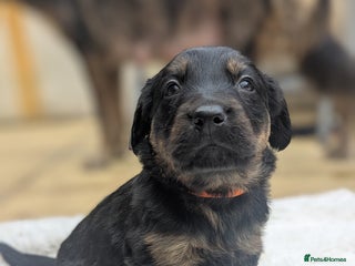 Mixed Breed dogs - Advert 11