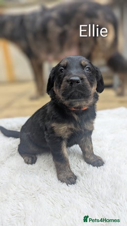 Mixed Breed dogs - Advert 11