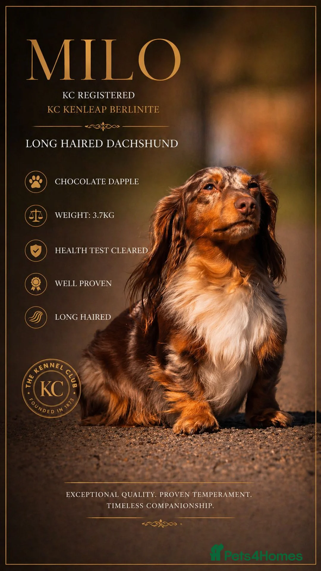 Dachshund dogs for stud: Dapple chocolate tan  - Advert 2