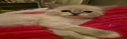 Ragdoll cats for sale: 6x purebred blue, lilac and lynx ragdoll kittens - Advert 22