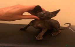 Sphynx cats for sale: I have 2 sphynx kittens  - Image 2