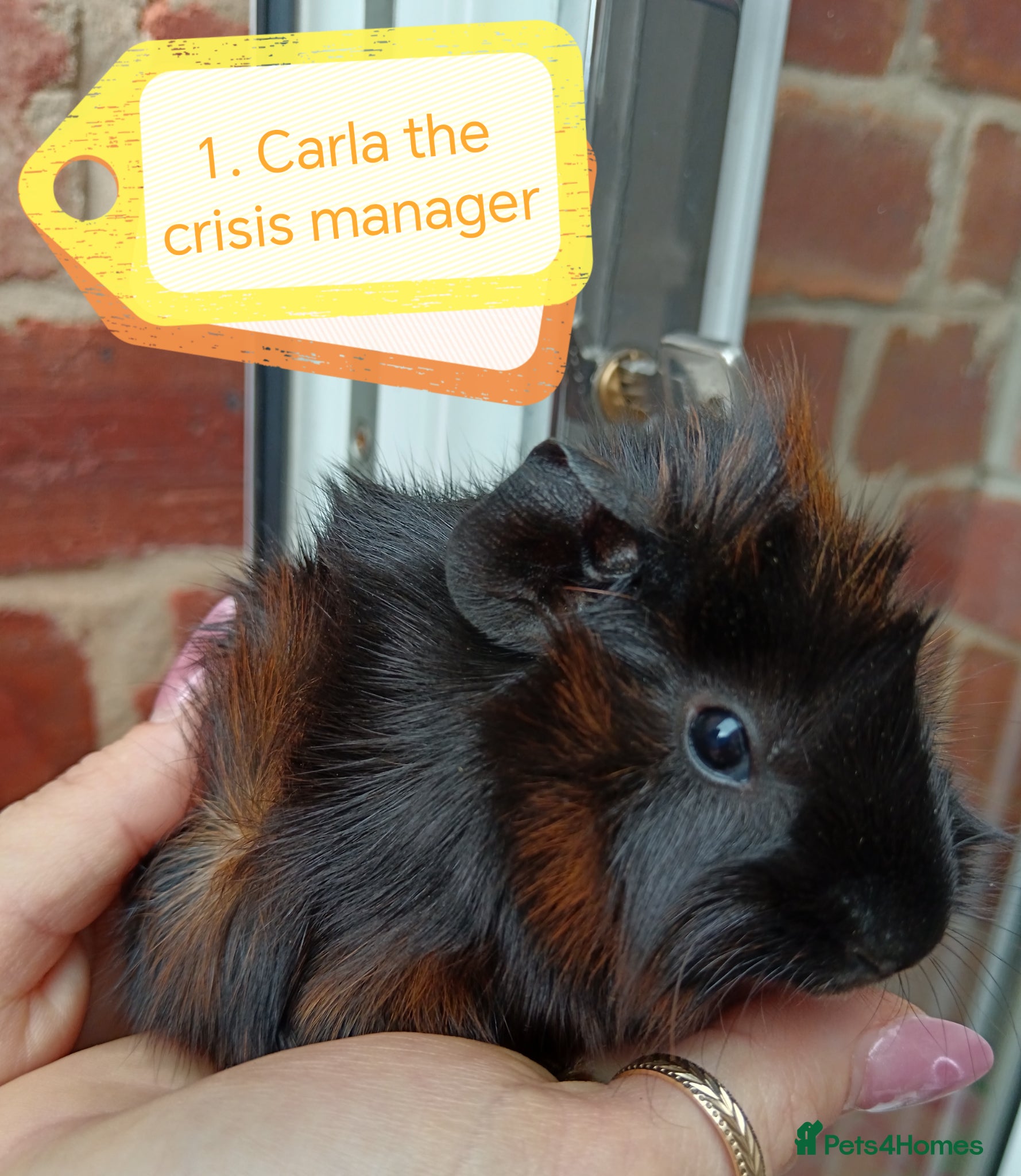 Guinea Pig rodents ♥️ Beautiful Abyssinian girl & boy guinea pigs ♥️ - Advert 2