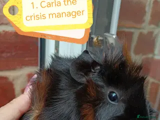 Guinea Pig rodents ♥️ Beautiful Abyssinian girl & boy guinea pigs ♥️ - Advert 2