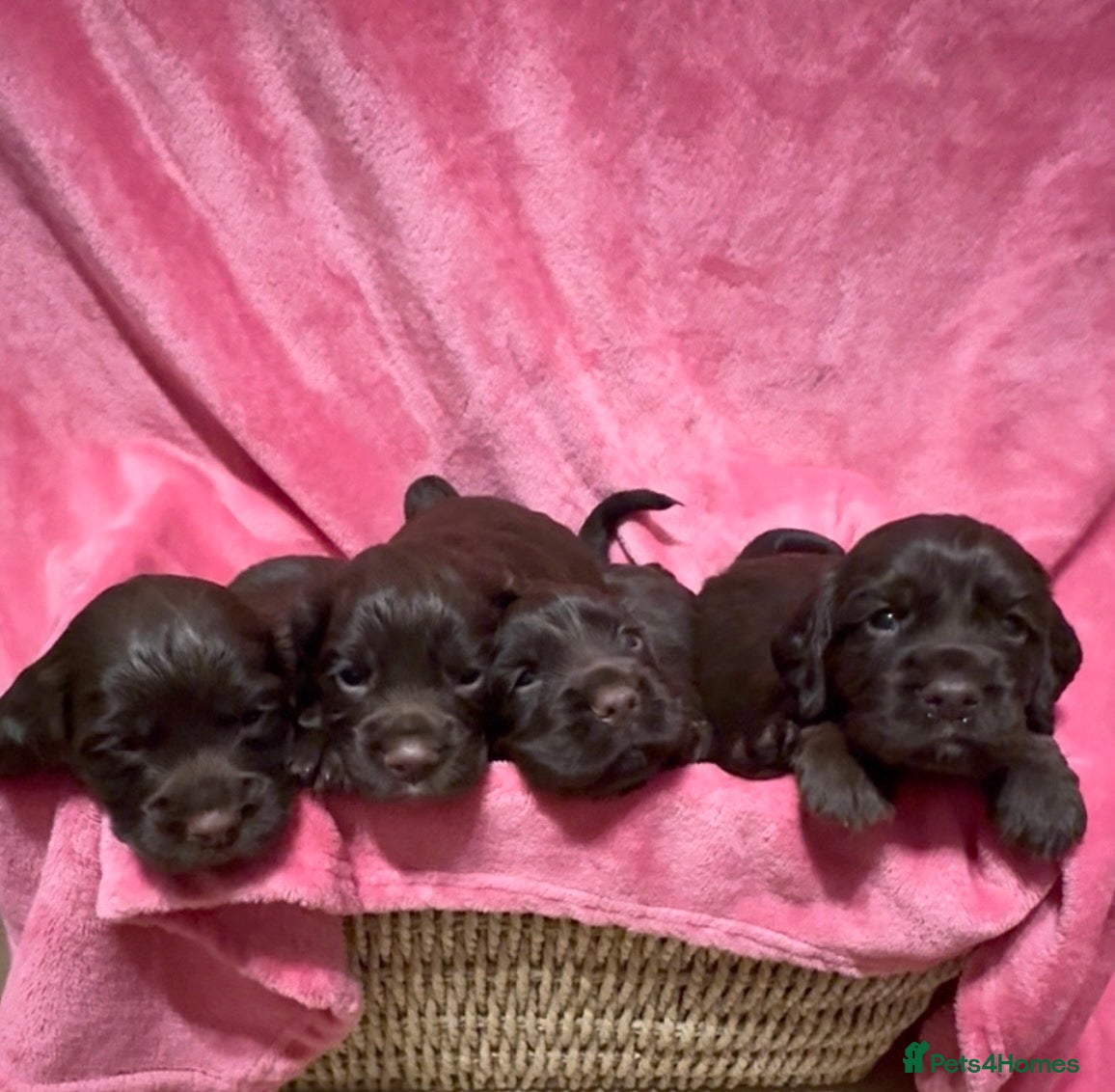 Cocker Spaniel dogs Stunning working cocker spaniel puppy’s  - Advert 4