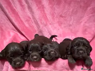 Cocker Spaniel dogs Stunning working cocker spaniel puppy’s - Advert 18