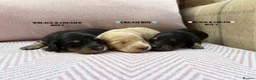 Miniature Dachshund dogs for sale: KC LONG HAIRED CREAM MINIATURE DACHSHUNDS🤍 - Advert 7