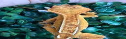 Gecko reptiles for sale: Crested Gecko - Advert 6