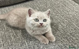 British Shorthair cats for sale: Gorgeous BSH Kittens  - Image 5