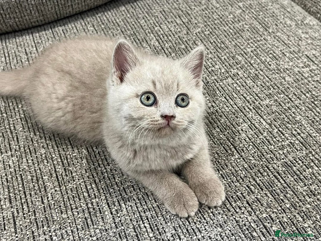 British Shorthair cats for sale: Gorgeous BSH Kittens  - Image 5