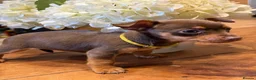 Jack Russell dogs for sale: Jack Russell Puppies 1 Girl available - Ready Now - Advert 16