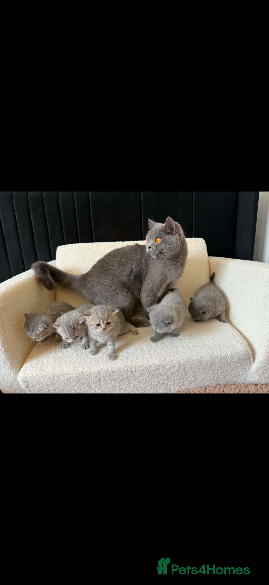 British Shorthair cats British Shorthair kittens  - Advert 4