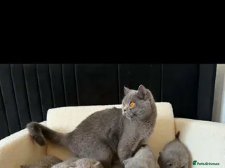 British Shorthair cats British Shorthair kittens - Advert 1