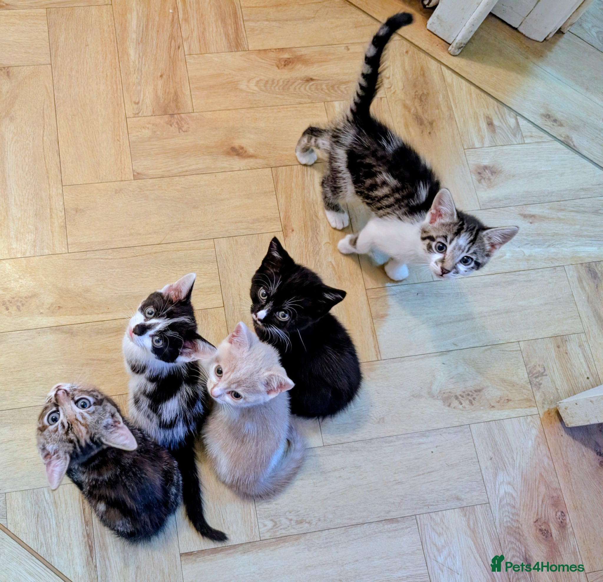 Mixed Breed cats Stunning litter of kittens - part BSH - Advert 1